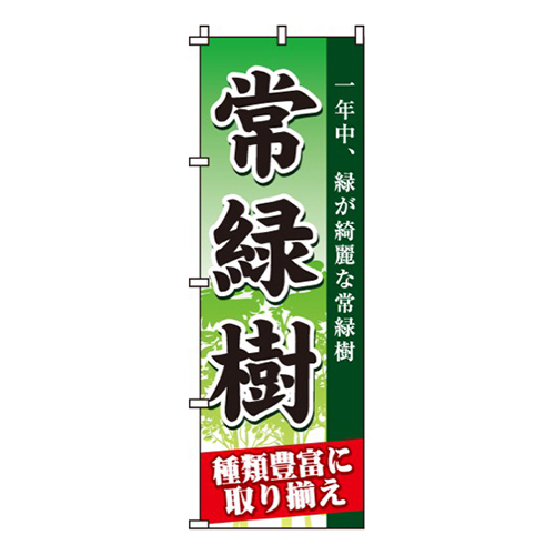 常緑樹画像