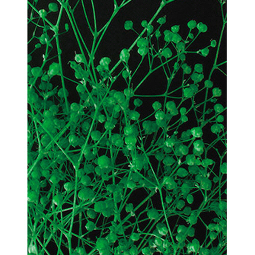 かすみ草 S ｸﾞﾘｰﾝ 1ｾｯﾄ(10個)画像