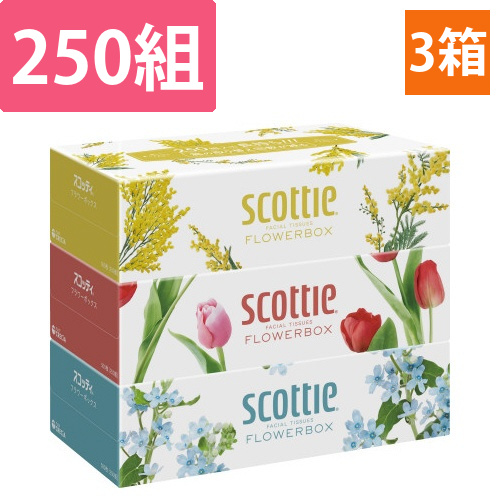 スコッティ　ティシュー　フラワー　250組×3箱