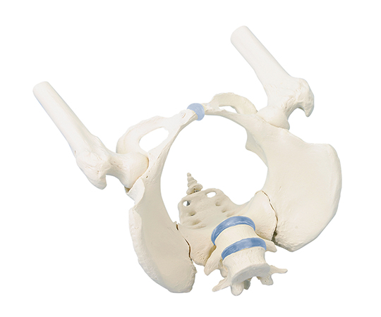 骨盤モデル　女性（大腿骨付）
