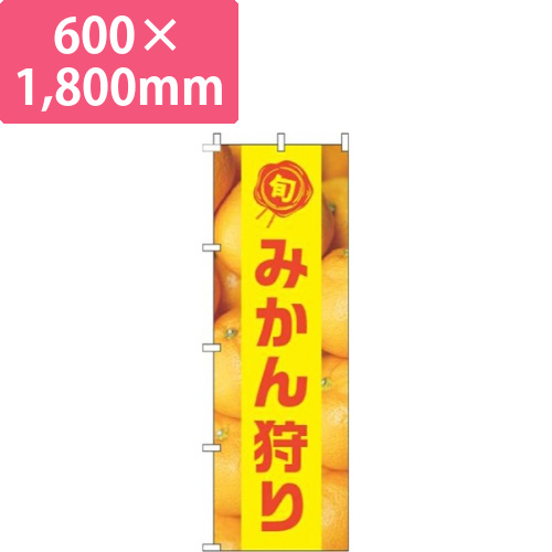 みかん狩り写真黄色帯画像