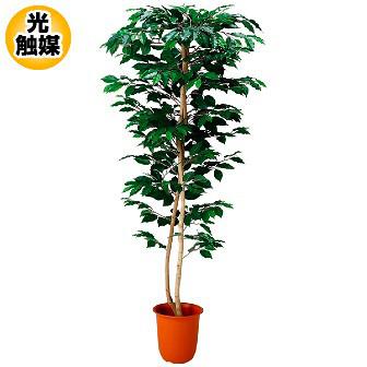 ベンジャミン（M） グリーン画像