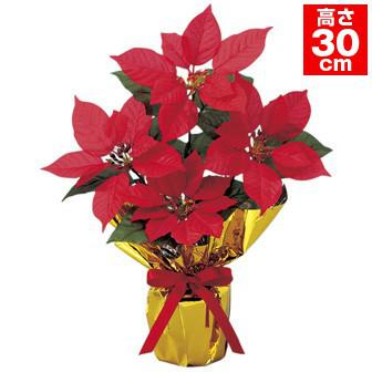 ポインセチアバリューラッピングポット画像