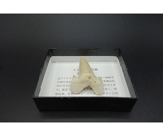 サメの歯（小箱）4箱入画像
