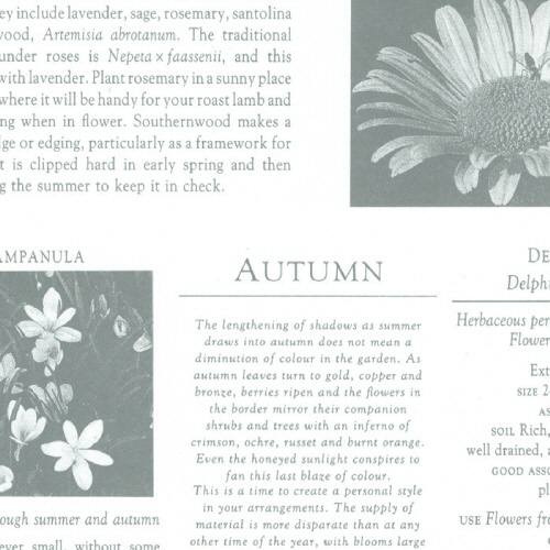 包装紙 ｶｰﾃﾞｨｱﾝｸﾞﾚｰ 半才判 白 1ﾊﾟｯｸ(50枚)画像