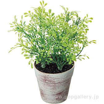 ボックスウッドポット画像