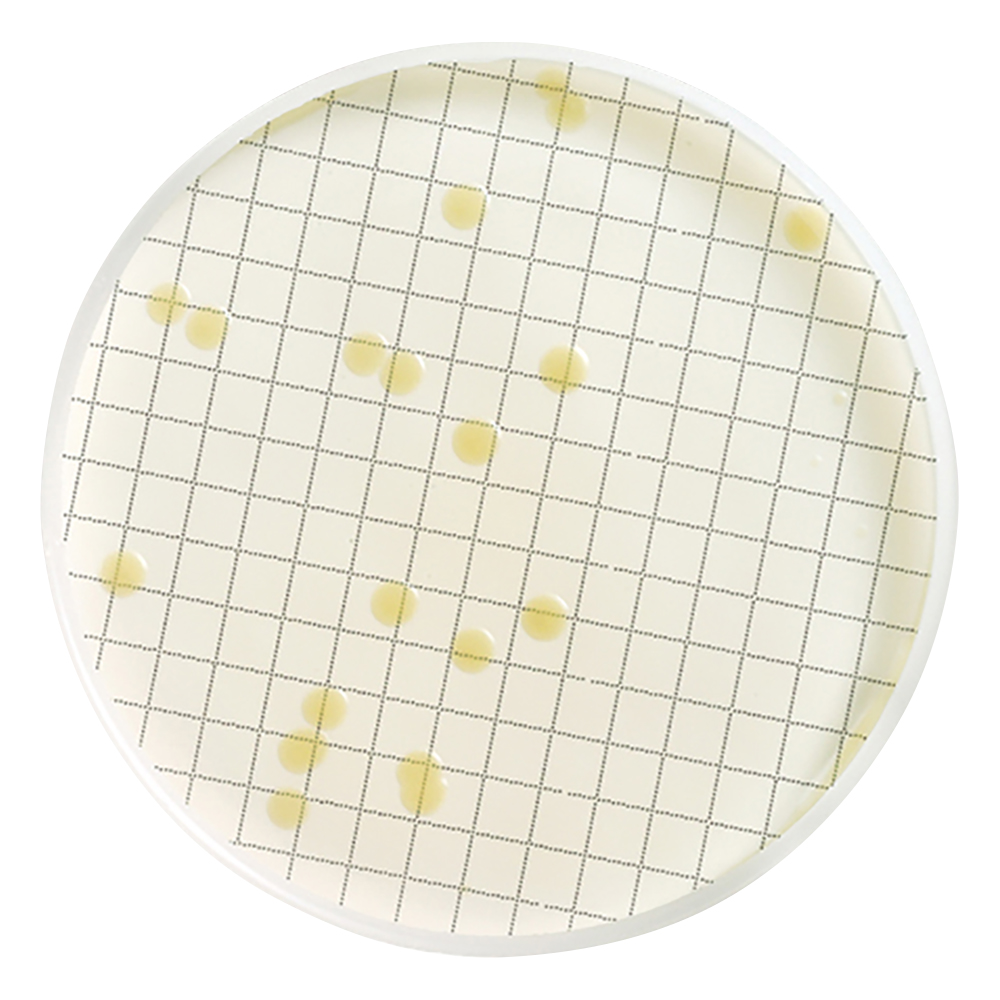アンプル培地 （一般生菌用）1箱（50枚入）画像