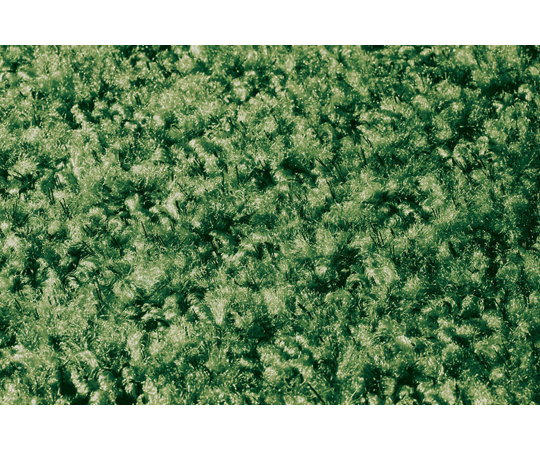 玄関マット　グリーン 鮮やかなグリーンのマットが玄関に敷かれている様子。