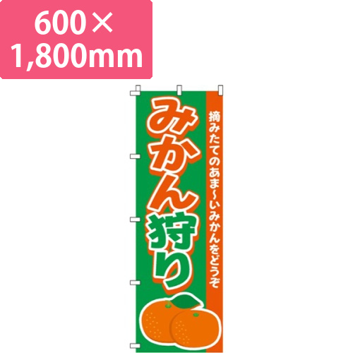 みかん狩りあま～いみかん画像