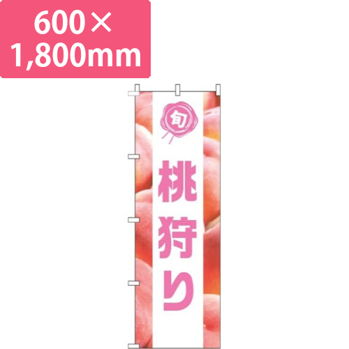 桃狩り写真白帯画像