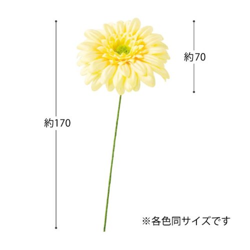 贈答用飾り ガーベラフルリール-S ベビーイエロー-2(12本) ヘッズ 甘いベビーイエローのガーベラが整然と並んでいる様子