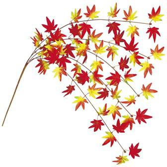 もみじエコシダレ画像