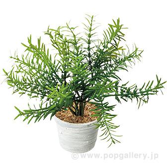 ローズマリーポット画像