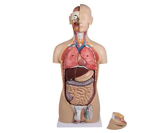 内蔵27分解モデル画像