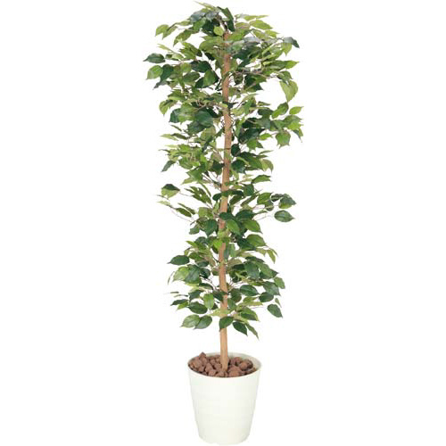 人工植物　ベンジャミン　高さ１７００　光触媒