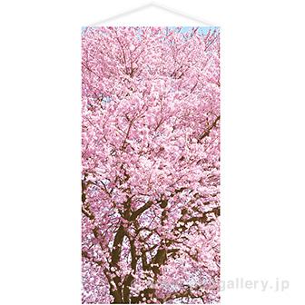 桜満開タペストリー（防炎加工）画像