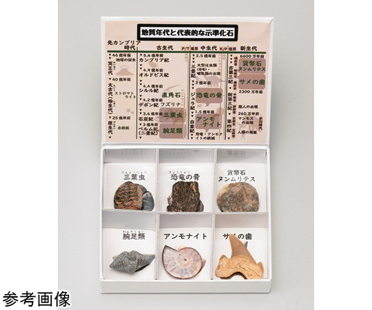 ミニ標本シリーズ 示準化石6種セット（高等学校用）