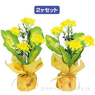 菜の花ペアラッピング画像
