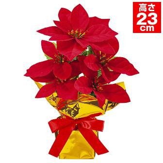 23cmポインセチアローコストポット