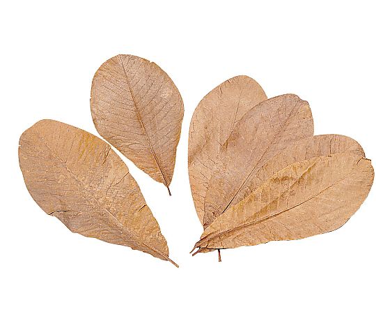 朴葉 100枚入 L