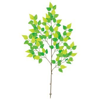 若葉さわやか大枝画像