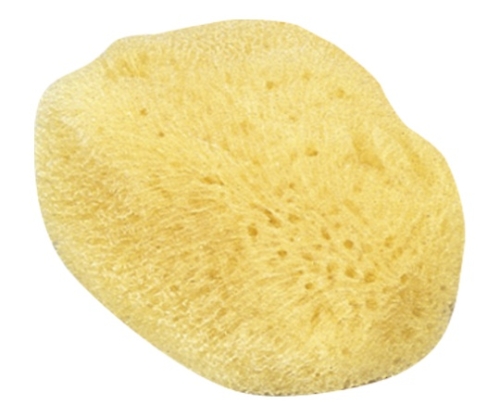 天然海綿 大画像