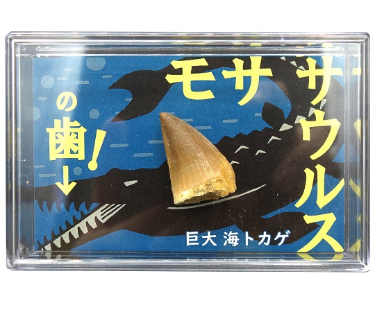 モササウルスの歯（スチロールケース）1個画像