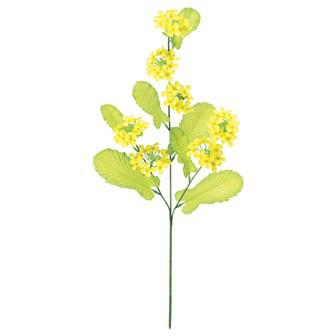 菜の花スプレー（3本枝）画像