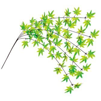 楓エコシダレ画像