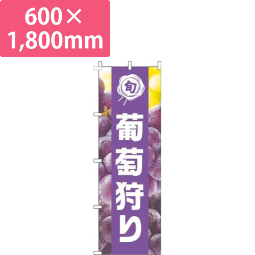 葡萄狩り写真紫帯画像