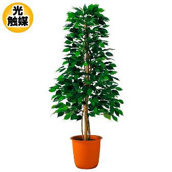 ベンジャミンツリー画像