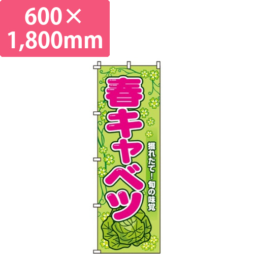 春キャベツ画像
