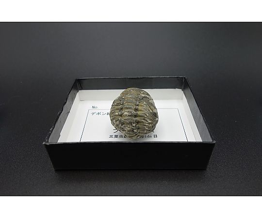 三葉虫ファコプス（小箱）4箱入画像