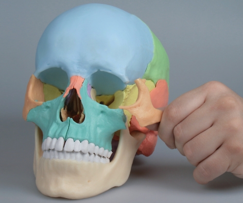 頭蓋22分解モデル 220×150×220