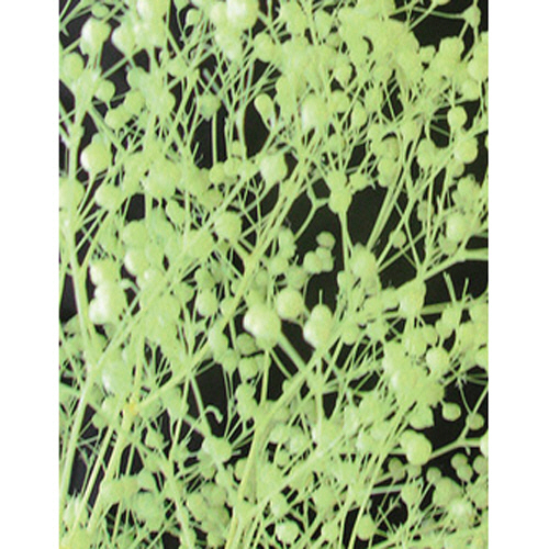 かすみ草 S ｸﾘｰﾑ 1ｾｯﾄ(10個)画像