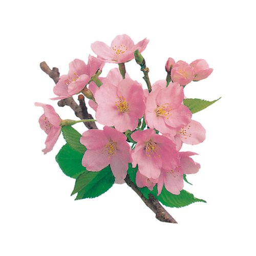 フィルムシート グルメシート 桜 丸 ユニバース画像
