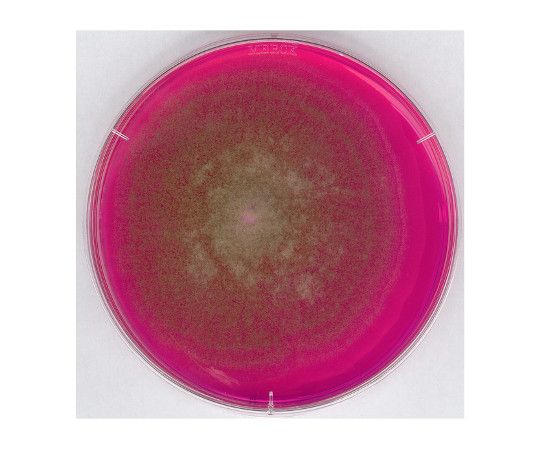 ローズベンガル クロラムフェニコール寒天培地(RBC 寒天培地) 微生物学用 100467 500G画像