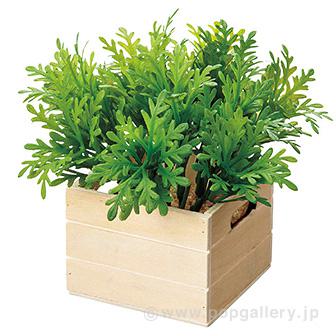 シロタエコンテナボックス画像