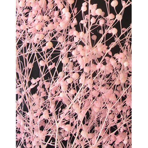 かすみ草 S ﾋﾟﾝｸ 1ｾｯﾄ(10個)画像