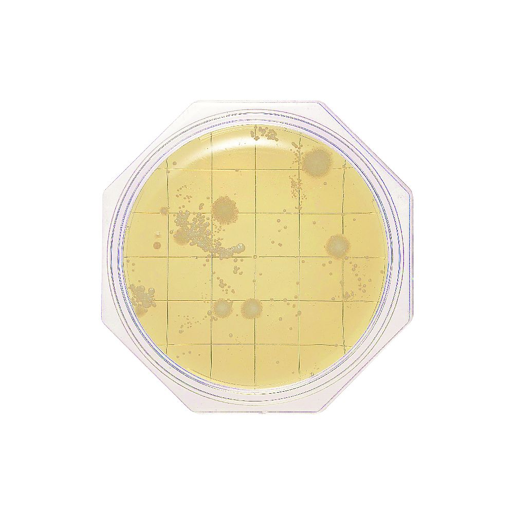 クリーンスタンプ25 SCD寒天（一般生菌数測定用） 30枚画像