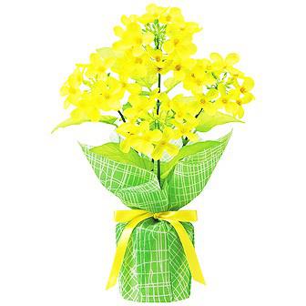 菜の花バリューラッピングポット画像