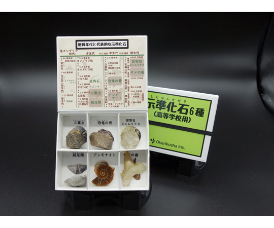 示準化石6種（高等学校用）2セット入画像