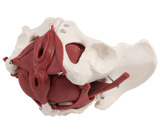 骨盤12分解モデル　女性