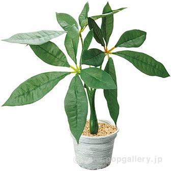 パキラポット画像