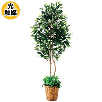 フィカスツイン画像