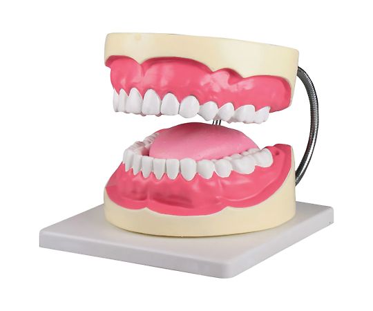 特大歯磨き指導模型　160×220×140mm