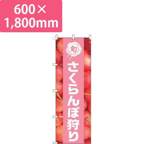 さくらんぼ狩り写真ピンク帯画像