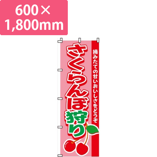 さくらんぼ狩り画像