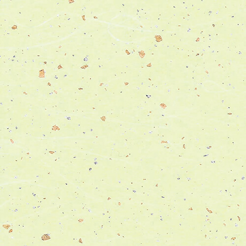 和紙 雲龍紙金銀振 草画像