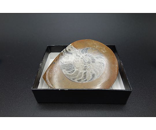 アンモナイト/ゴニアタイト（小箱）4箱入画像